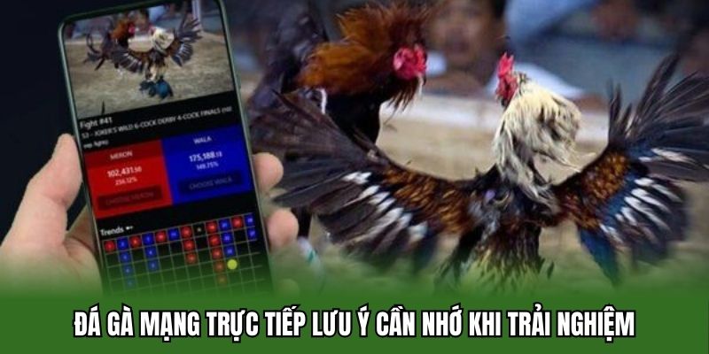 Đá gà mạng trực tiếp lưu ý cần nhớ khi trải nghiệm